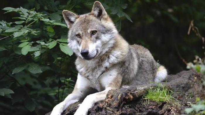 Написать про волка по окружающему миру