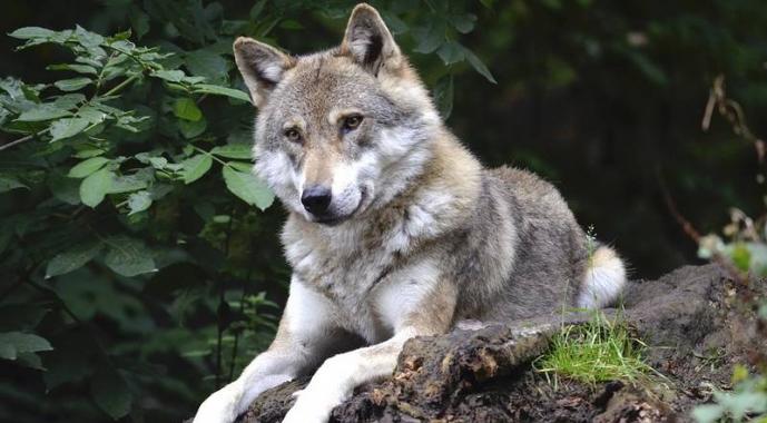 Написать про волка по окружающему миру